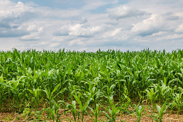 A field of corn growing in Sussex during summer