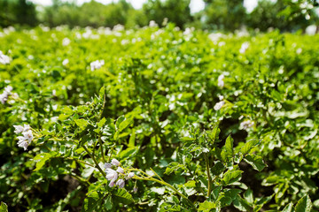 Fototapeta na wymiar Blooming potato field with flowers. Green field of potatoes