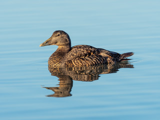 Eider Duck ( Somateria mollissima ) in the Sea