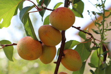 branch of the ripe apricots in the orchard
