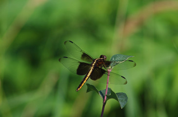 Black saddleback dragonfly on leaf