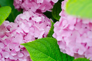 Pink hydrangea with green leaves background, close up.