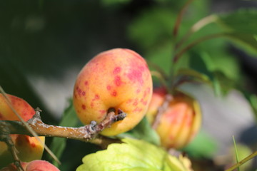 branch of the ripe apricots in the orchard