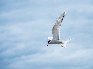 Atlantic tern in flight. ( Sterna paradisaea )
