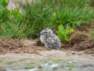 European herring gull (Larus argentatus) Chick