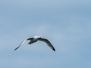 European herring gull (Larus argentatus)