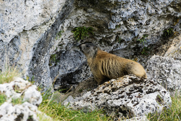 A little marmot, Italian Alps