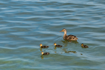 A Female Duck Teaching the Little Ducklings how to Swim