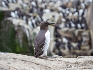Colony of Guillemots (Uria aalge) on a rock. i
