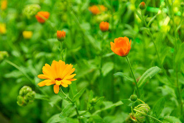 Calendula officinalis flowers growing in the garden