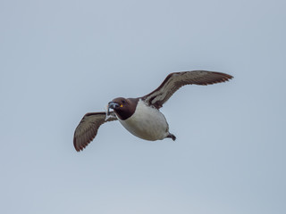 Guillemot (Uria aalge) Flying with a fish