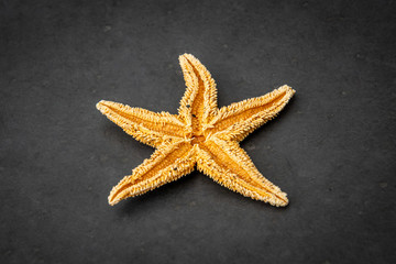 Starfish backside species from the northern sea in europe five arms front