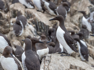 Colony of Guillemots (Uria aalge) on a rock. i