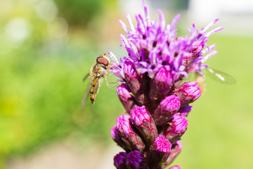 Wasp collects nectar on a purple flower
