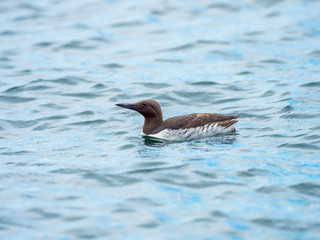 Guillemot (Uria aalge) swimming.  North Sea.