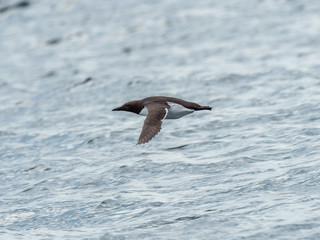 Guillemot (Uria aalge) Flying in the sky