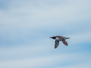 Guillemot (Uria aalge) Flying in the sky