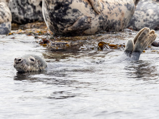 Grey Seal, Halichoerus grypus,  on the coast