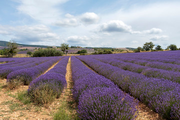Fototapeta na wymiar Lavender lines covered in flowers on endless fields tainted in purple, Provence, South of France