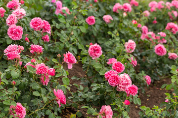 Pink roses on a bush in the garden. Natural background