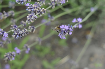 Obraz premium Bee pollinating a lavender flower in a summer flower bed for honey production