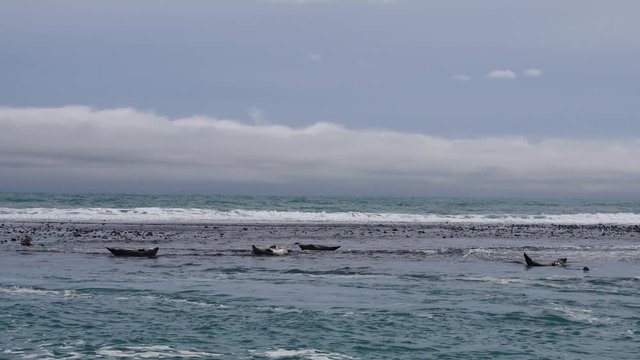 Ytri Tunga - Beach of seals, Iceland.