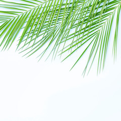 Obraz premium Three branches of palm trees on a white background.
