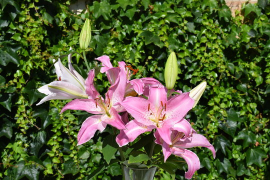 Bouquet de lys JOSEPHINE