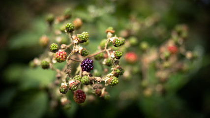 Blackberries and bokeh