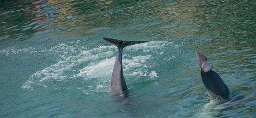 Dolphin waving tail in light blue sea.