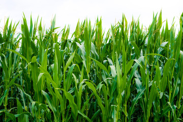 On a sunny day in the corn field looking at growing corn plant