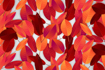 Autumn leaves background wallpaper. Fall season concept. Realistic vector illustration.