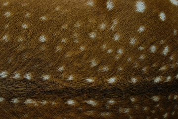 Blurred animals texture. Wildlife, Animals, Textures Concept. Cropped Shot Of Brown Fur. Brown Fur Close Up. Fur Texture. Abstract Animals Background Textures.