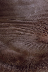 Blurred animals texture. Wildlife, Animals, Textures Concept. Cropped Shot Of Brown Camel Fur. Brown Fur Close Up. Fur Texture. Abstract Animals Background Textures.