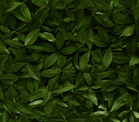 background of green leaves