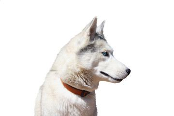 portrait of siberian husky dog on a white background