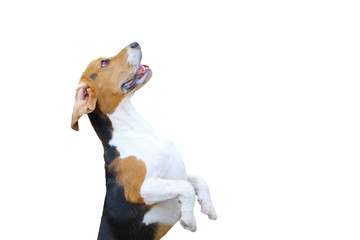 beagle dog with bone