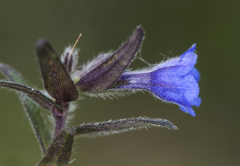 Lithodora fruticosa shrubby gromwel hairy bushy plant with small flowers of deep blue