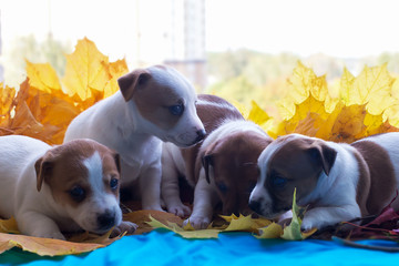 Jack Russell puppies in autumn leaves