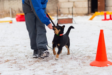 black dog obediently performs winter training