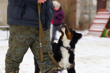 black dog obediently performs winter training