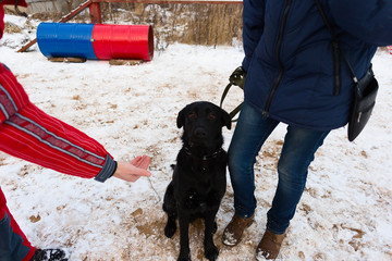 black dog obediently performs winter training