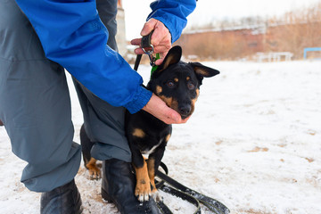 black dog obediently performs winter training
