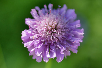 Little purple flower in the garden