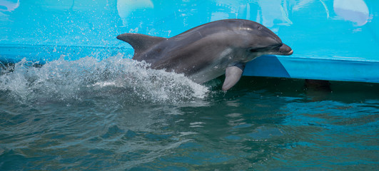 Fototapeta premium Smiling dolphin sticking out from the water and surrounded by striped small damsel fish Smiling dolphin