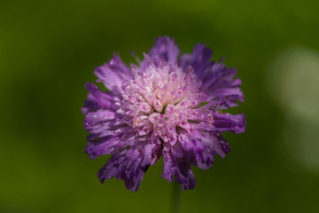 Little purple flower in the garden