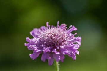 Little purple flower in the garden