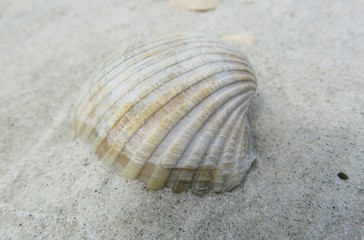 Fototapeta na wymiar Beautiful light seashell on sand background in Florida beach, closeup