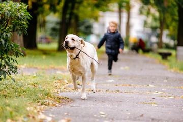 Little boy plays, runs with his dog Labrador in the park in autumn
