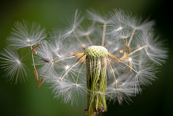 Head of dandelion and dislodged seeds